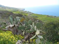 Wanderung von Bahrija nach Migra I-Ferha