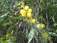 Wanderung von Bahrija nach Migra I-Ferha (Weiden-Mimose)