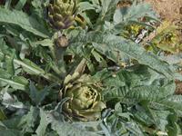 Wanderung von Selmun Palace nach Golden Sands (Artischocken)