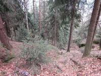 Links des Weges