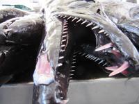 ...furchterregend sieht er aus, schmeckt aber prima (ohne Kopf)