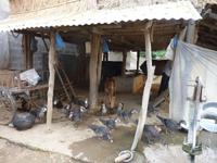 abendlicher Spaziergang durch ein Tharu-Dorf