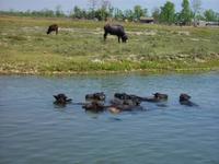 Wasserbüffel ebenfalls beim Baden