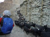 Spaziergang durch Kagbeni mit Nana