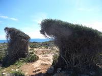 Vom Wind geformte Sträucher