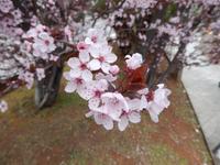 Mandelblüte