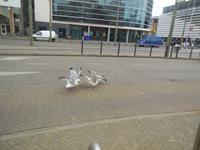 Möwenkampf ums Brötchen