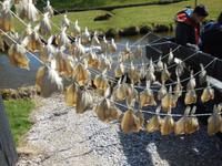 Das wird Dörrfisch - im Zuiderzeemuseum