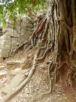 Wurzelwerk Kambodscha