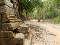 Tempel und Wald Kambodscha