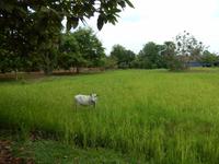 Rundreise Kambodscha