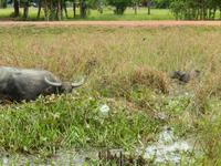 Wassebüffel mit Kalb