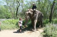 Wir dürfen den Elefanten auch füttern