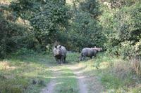 Nashörner im Chitwan-Nationalpark