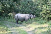 Nashörner im Chitwan-Nationalpark