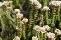 Fynbos