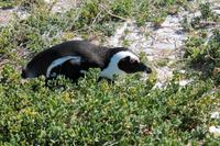 Pinguine am Boulders Beach