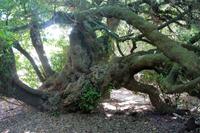 Postbaum, Bartholomeu Diaz Museum in Mossel Bay
