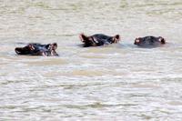 Bootsfahrt auf dem St. Lucia See: Hippo (Nilpferd, Flusspferd)
