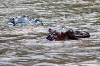 Bootsfahrt auf dem St. Lucia See: Hippo (Nilpferd, Flusspferd)