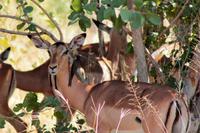 Krüger-Nationalpark