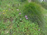 Türkei, Adatepe, Wanderung zum Wasserfall, Anemonen