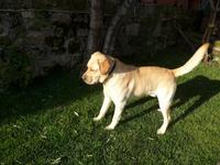 Türkei, Adatepe, Hotel Hünnap Han, Haushund Chef