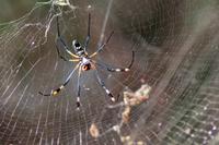 Krüger-Nationalpark