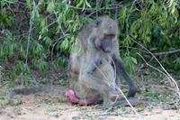 Krüger-Nationalpark