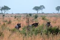 Krüger-Nationalpark