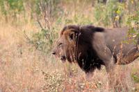 Krüger-Nationalpark