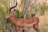 Krüger-Nationalpark