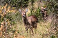 Krüger-Nationalpark