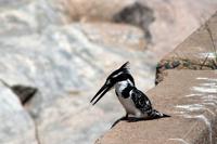 Krüger-Nationalpark