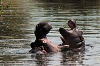 Krüger-Nationalpark