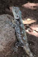 Krüger-Nationalpark