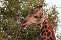 Krüger-Nationalpark