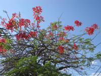 Korallenbaum in Baracoa