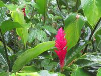 Bromelie in der Kakaoplantage bei Baracoa