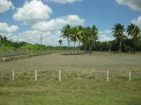 Auf der Fahrt von Camagüey nach Sancti Spiritus