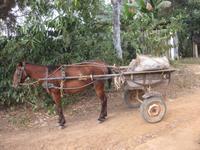 Pferdekarren - weitverbreitetes Transportmittel