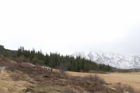 Thingvellir Nationalpark