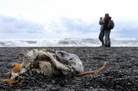 angespülter Seeteufel am schwarzen Strand