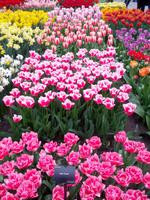 16_Keukenhof