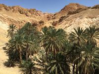 155 Bergoase Chebika