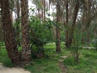 182 in der Oase Tozeur