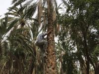 193 in der Oase Tozeur