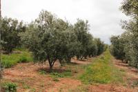 Führung Olivenpresse