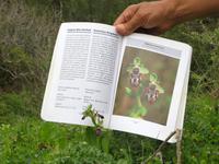 seltene endemische Orchidee: Kotschys Ragwurz