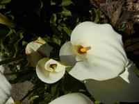 Mallorca Insel der Träume 05.04.-12.04.15